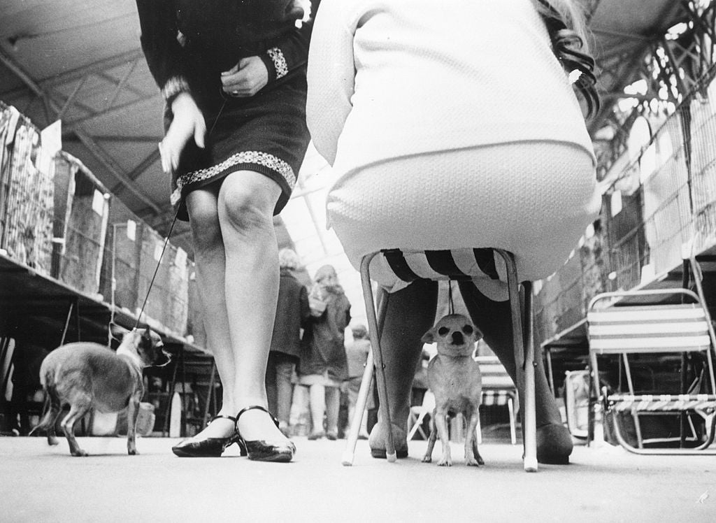 Black and white low-angle photograph of two chihuahuas and their owners' legs waiting for the judges at Crufts dog show