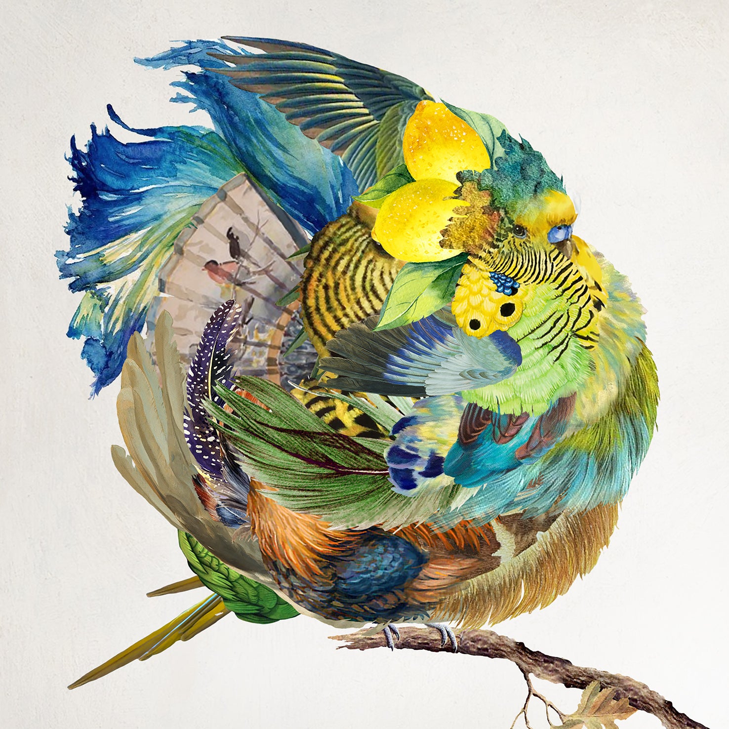 Common Green Budgie by Rosco Brittin