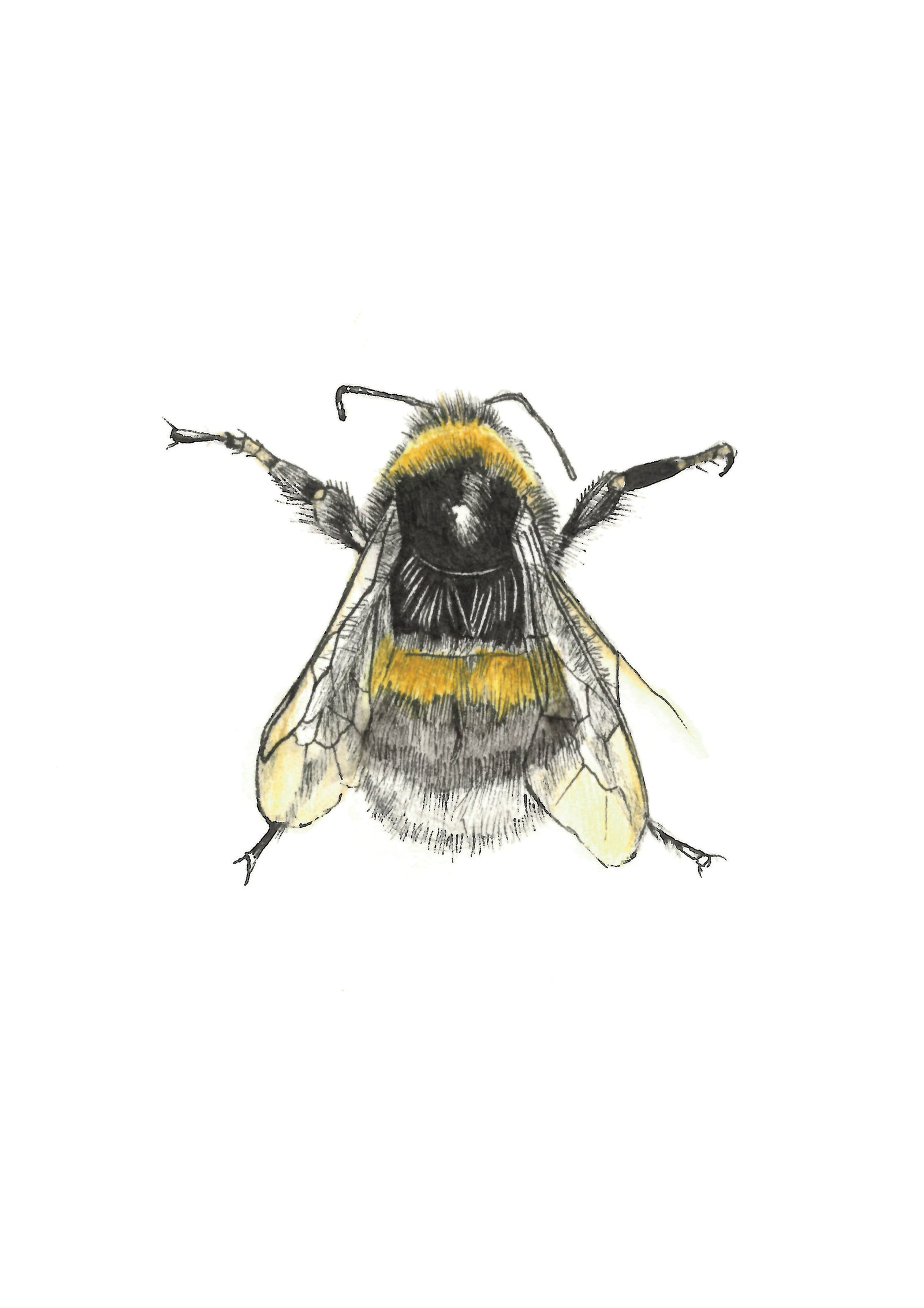 Bumble Bee Illustration by Faye Casson