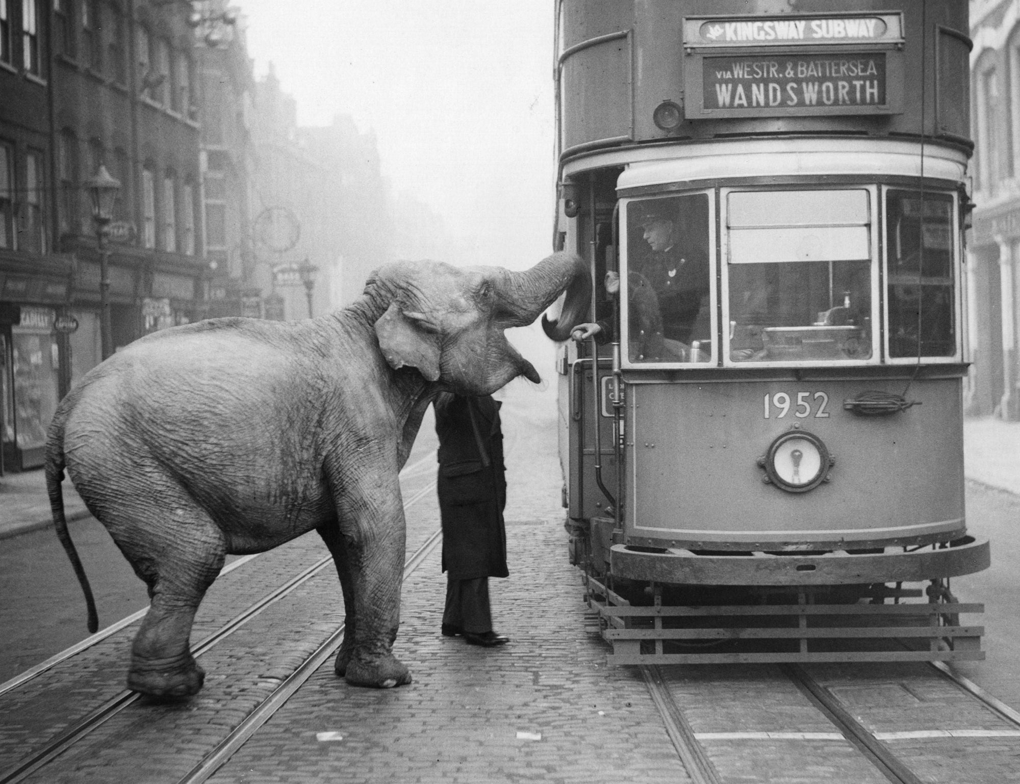 Hungry Elephant by Fox Photos/Getty Images, 1936. An elephant named Mae West accepts an apple from a passing tram driver while taking her morning exercise along Gray's Inn Road, London, 16th. Open Edition Resin Photographic Print. Landscape orientation. Available at Electric Gallery, London, UK.