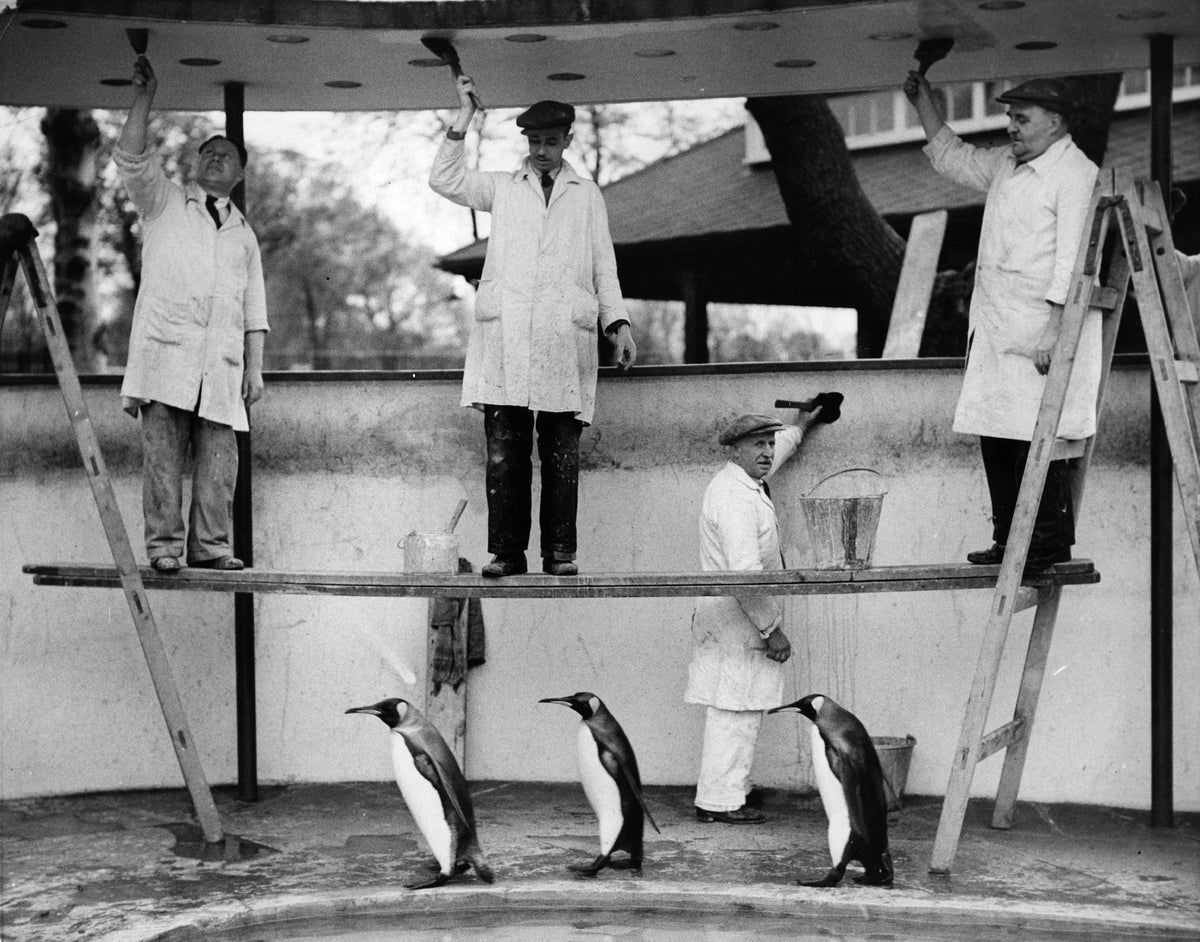Penguins Decoration by Fox Photos/Getty Images, 1936. Three king penguins march past workmen painting their area at London Zoo and take no notice of them.. Open Edition Resin Photographic Print. Landscape orientation. Available at Electric Gallery, London, UK.