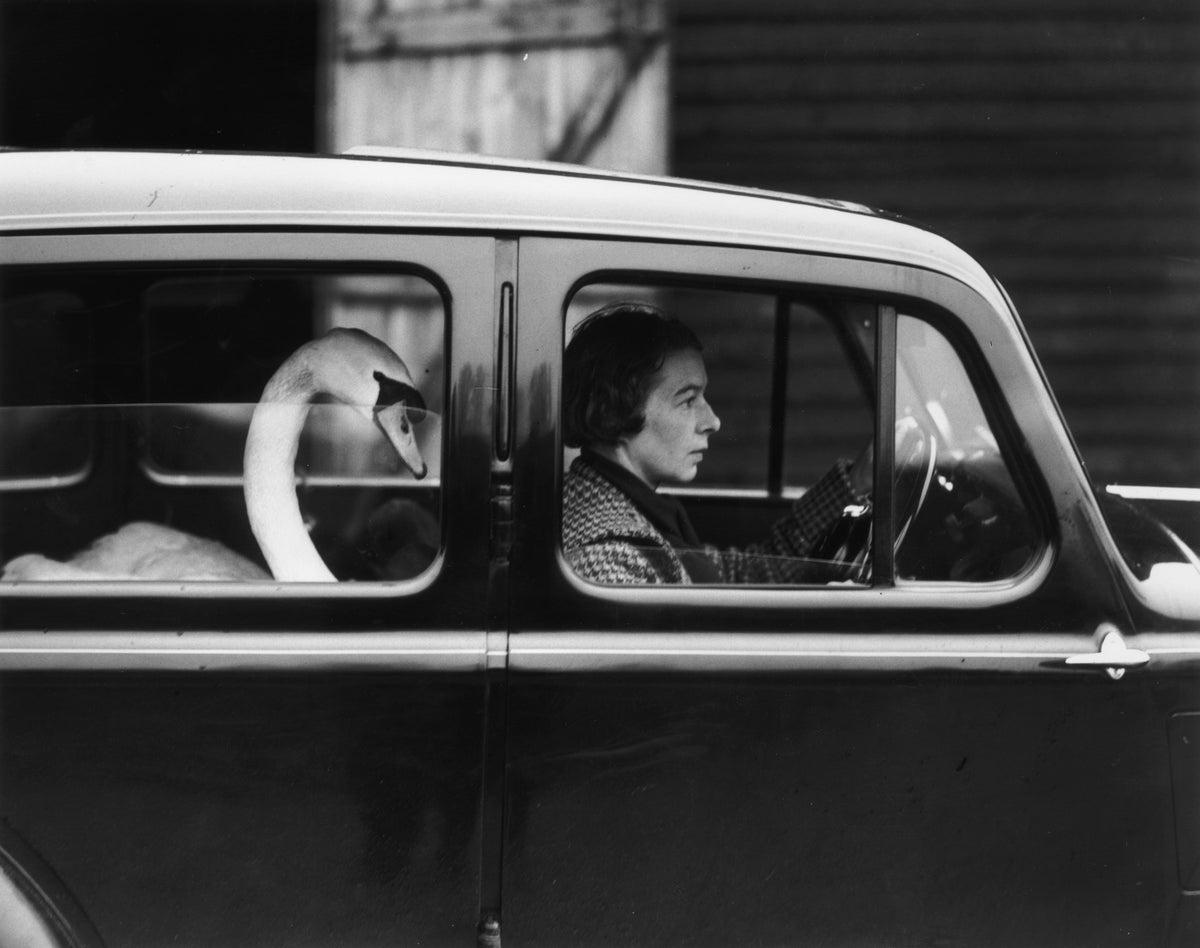 Black and white photograph of a tame swan riding in the back seat of a car beside the woman driving, 1936