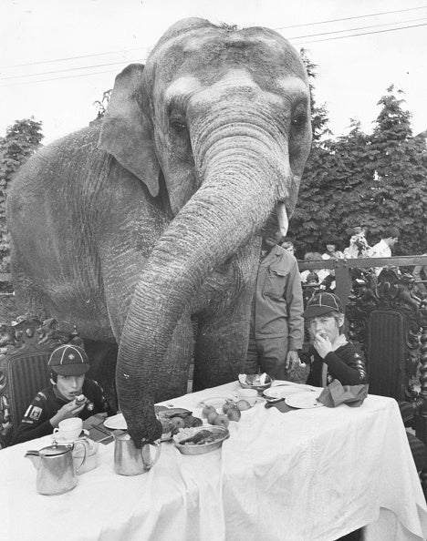 Black and white photograph of two cub scouts at a tea party table with Marjorie the elephant at Chessington Zoo, 1979