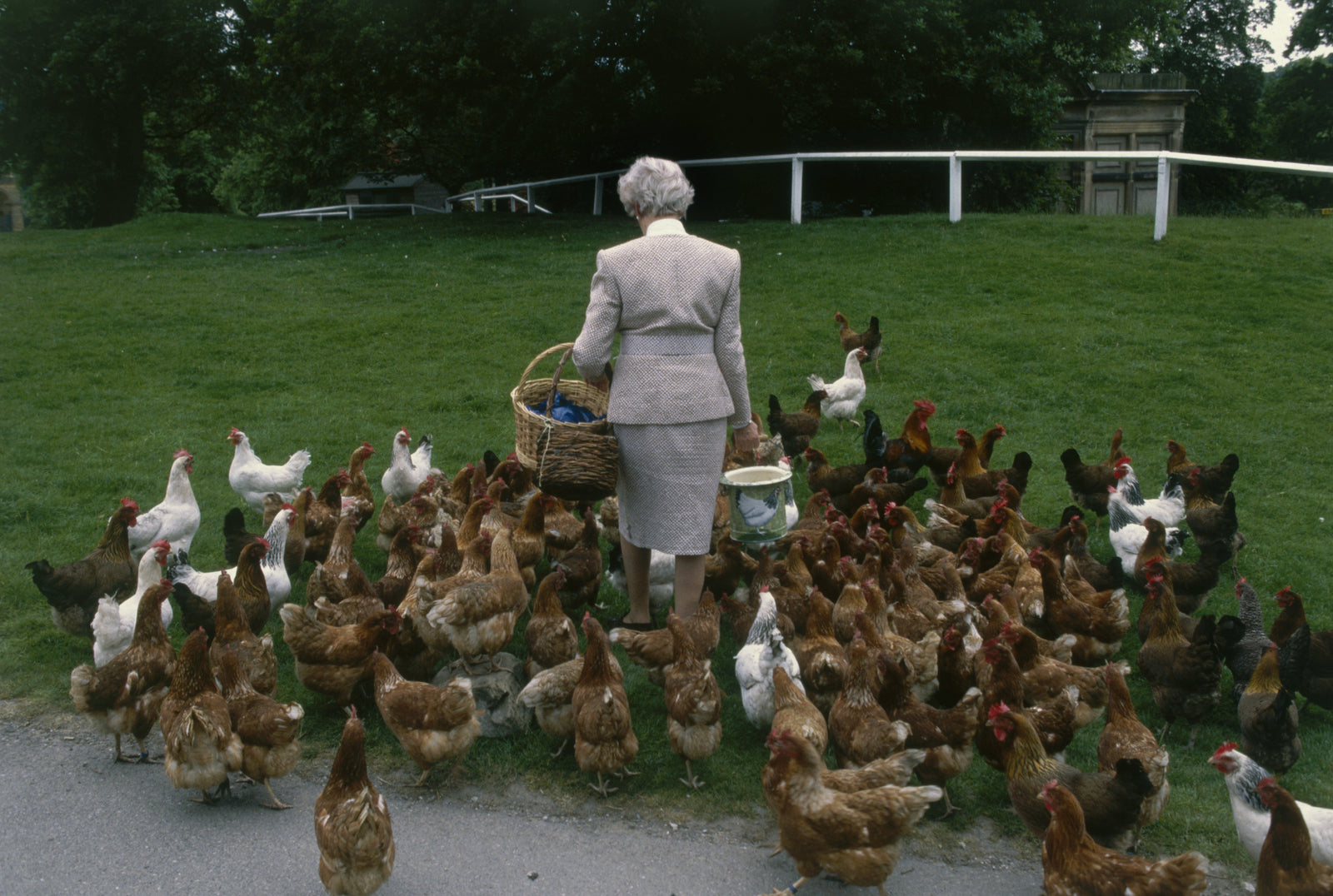 Colour photograph of the Duchess of Devonshire feeding a large flock of chickens on the lawn at Chatsworth House
