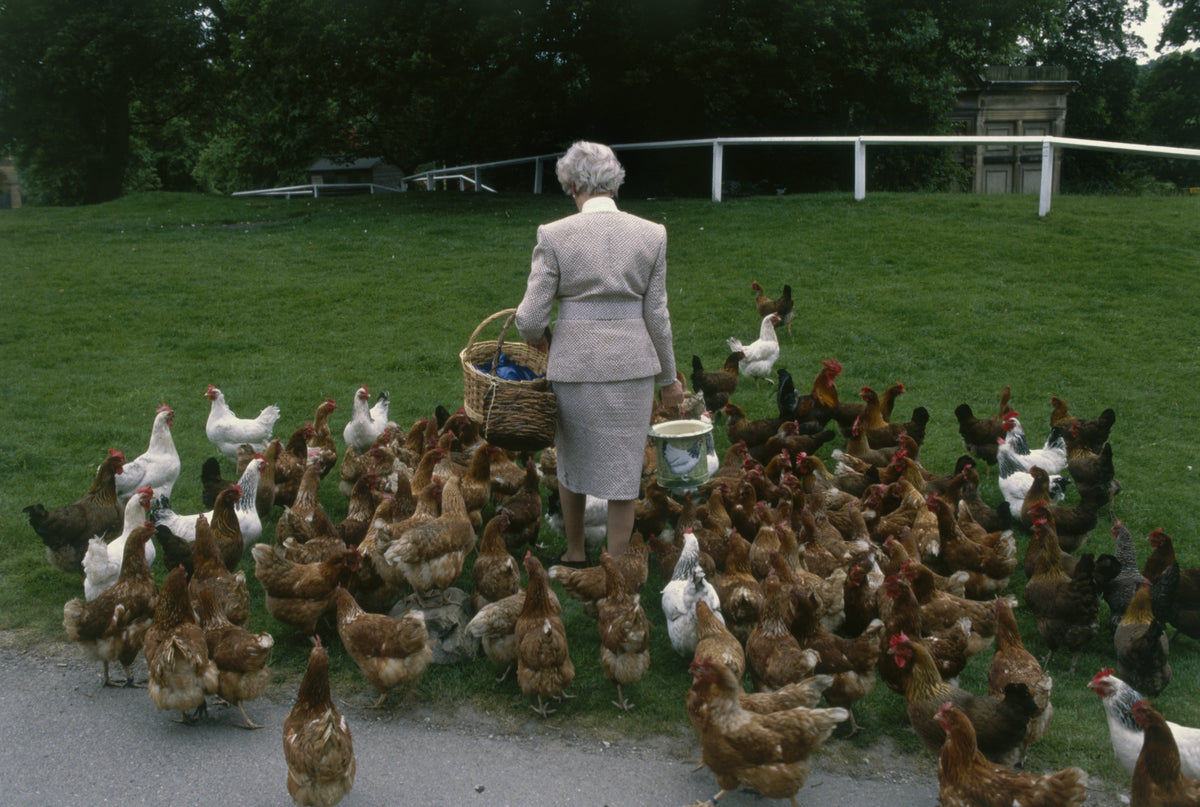 Colour photograph of the Duchess of Devonshire feeding a large flock of chickens on the lawn at Chatsworth House