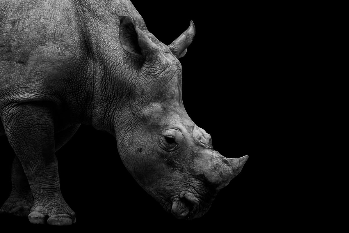 Black and white portrait of a southern white rhino emerging from a black background, 2016
