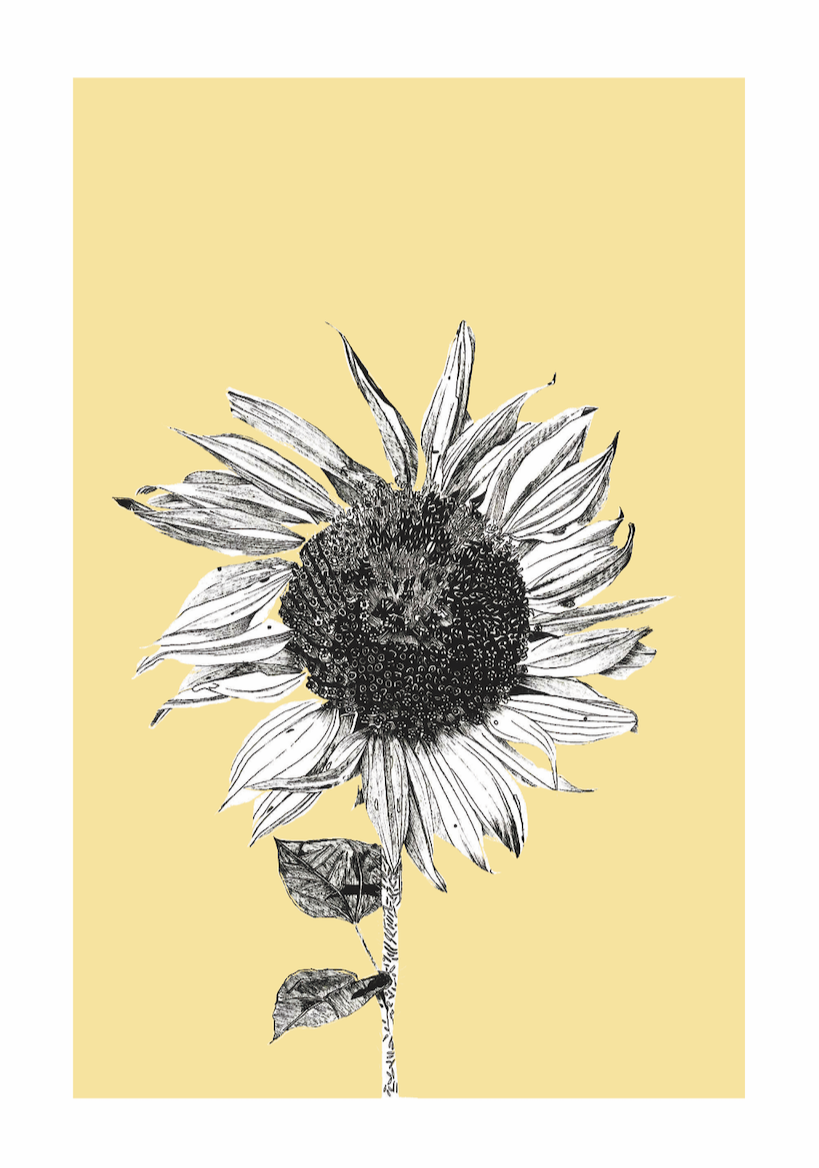 Dark Sunflower - Golden Yellow