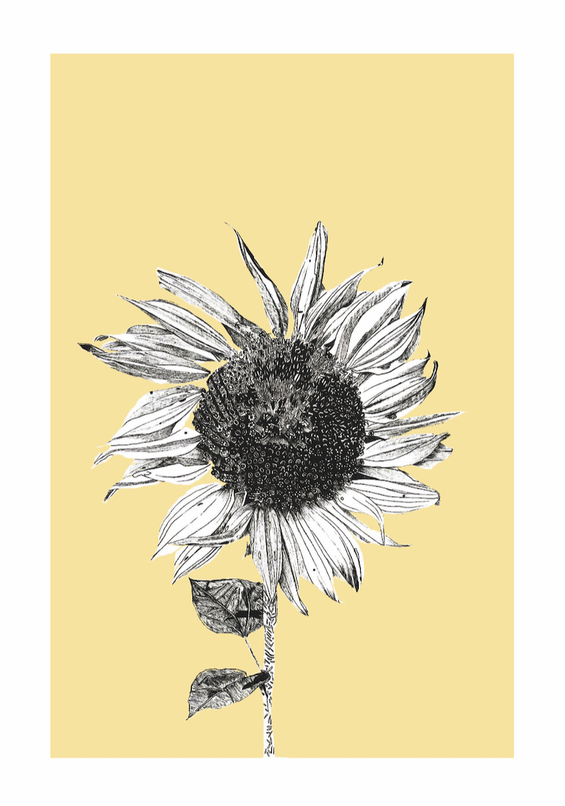 Dark Sunflower - Golden Yellow by Faye Casson