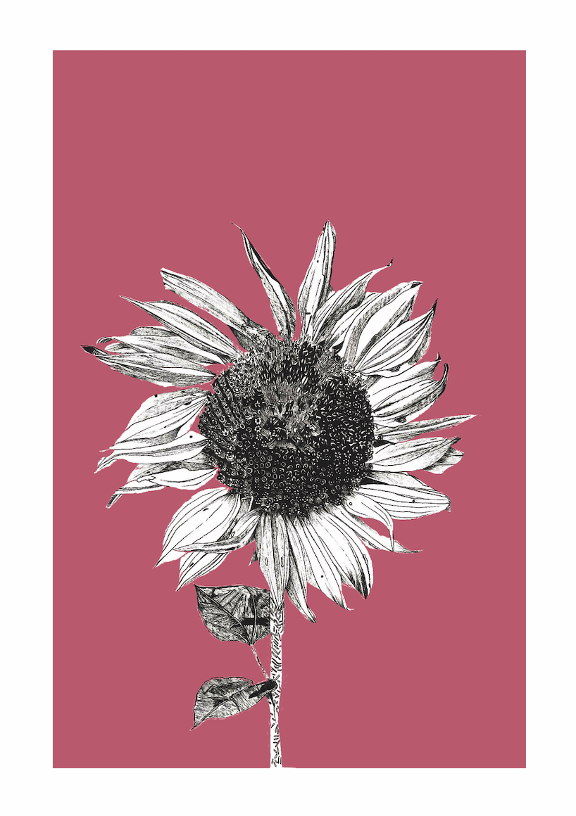 Dark Sunflower in Magenta Pink - Large Edition