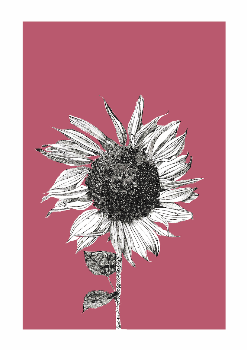 Dark Sunflower in Magenta Pink - Large Edition by Faye Casson