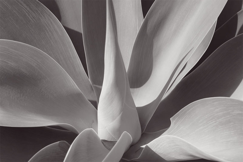 agave-Stuart Möller-Photographic Print-800x533