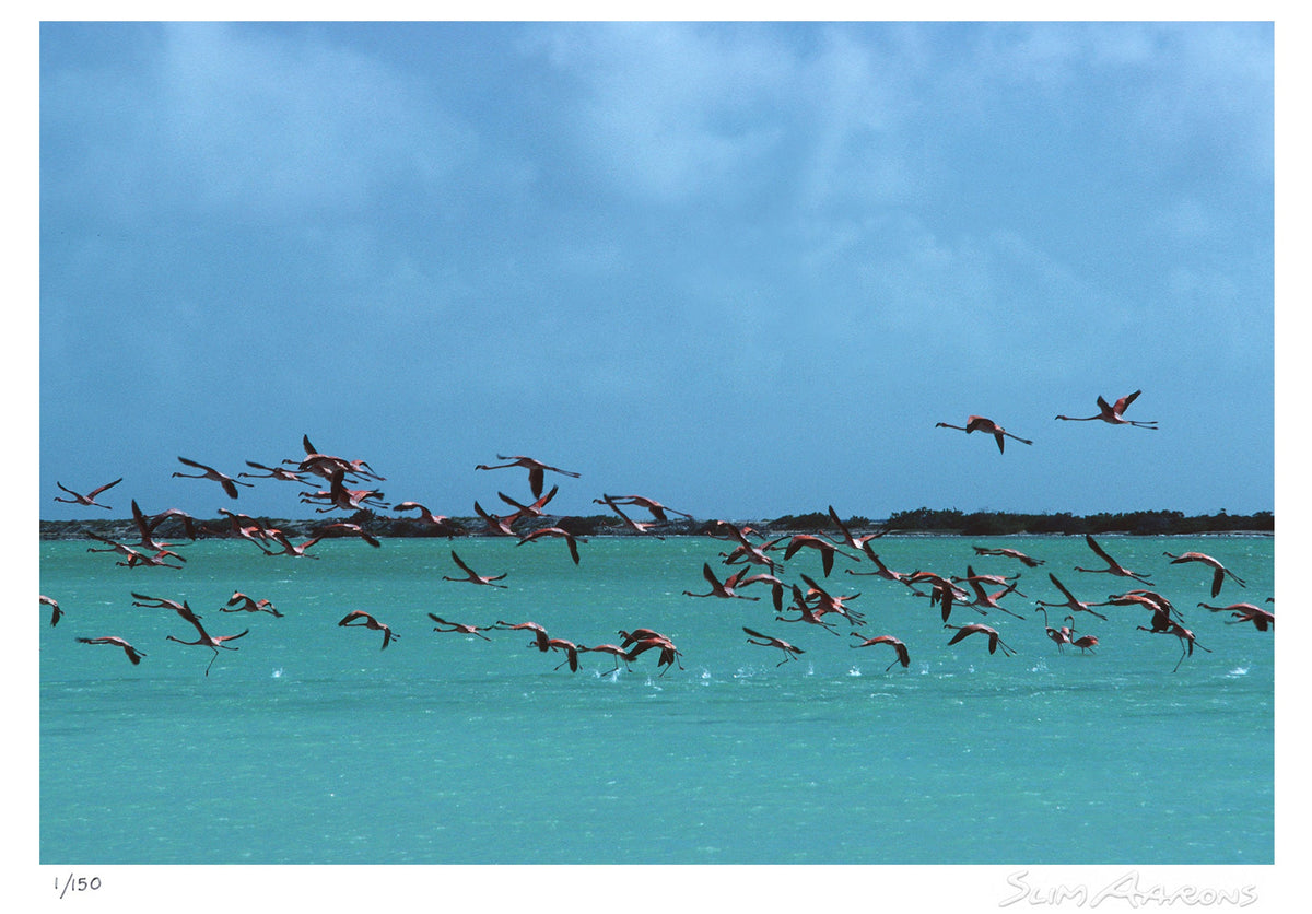flamingos in curacao - Slim Aarons - Limited Edition - Estate Stamped - Photography - Getty Images
