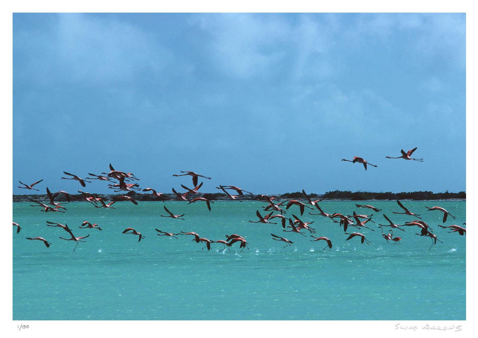 flamingos in curacao - Slim Aarons - Limited Edition - Estate Stamped - Photography - Getty Images