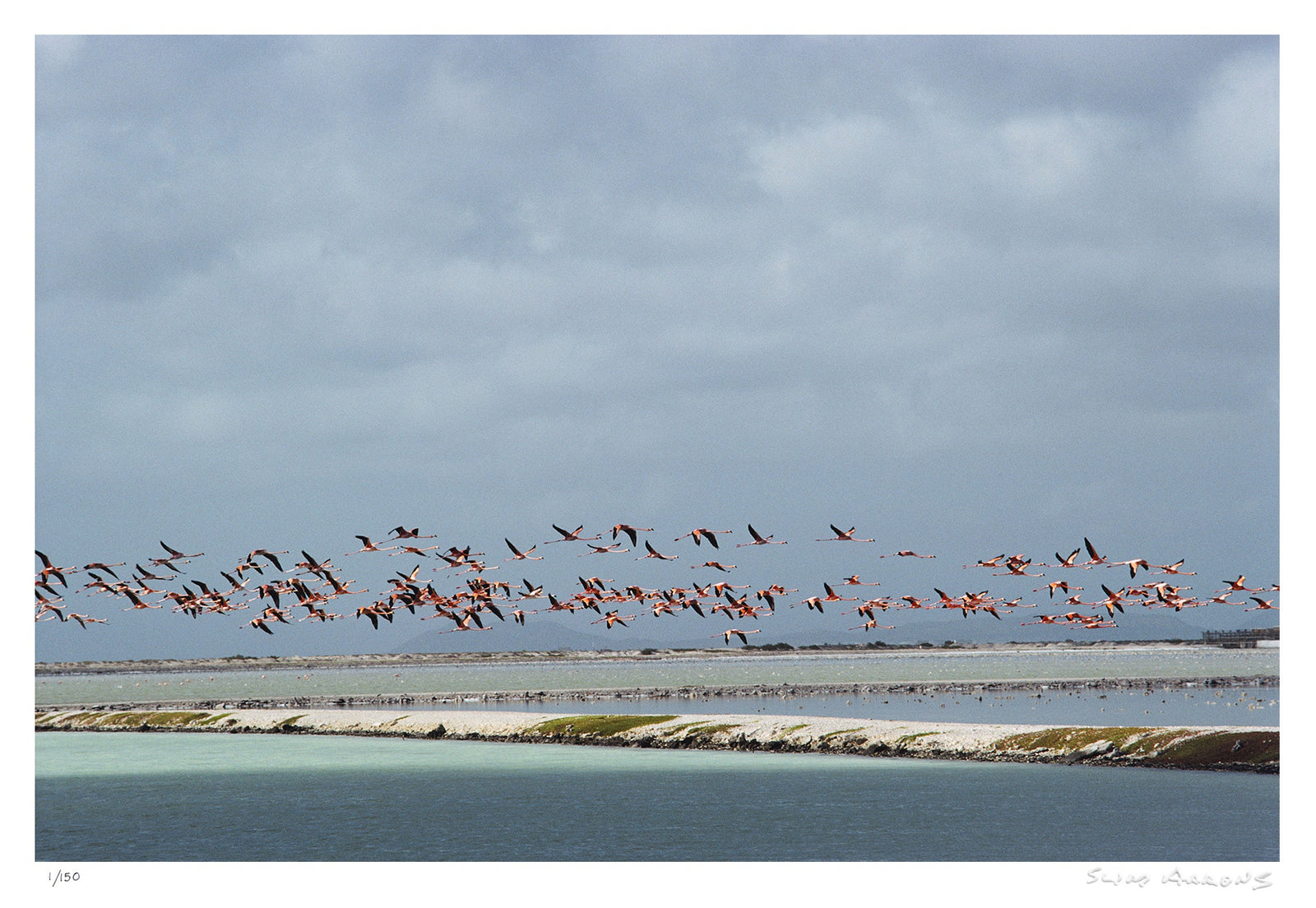 flamingos in flight - Slim Aarons - Limited Edition - Estate Stamped - Photography - Getty Images