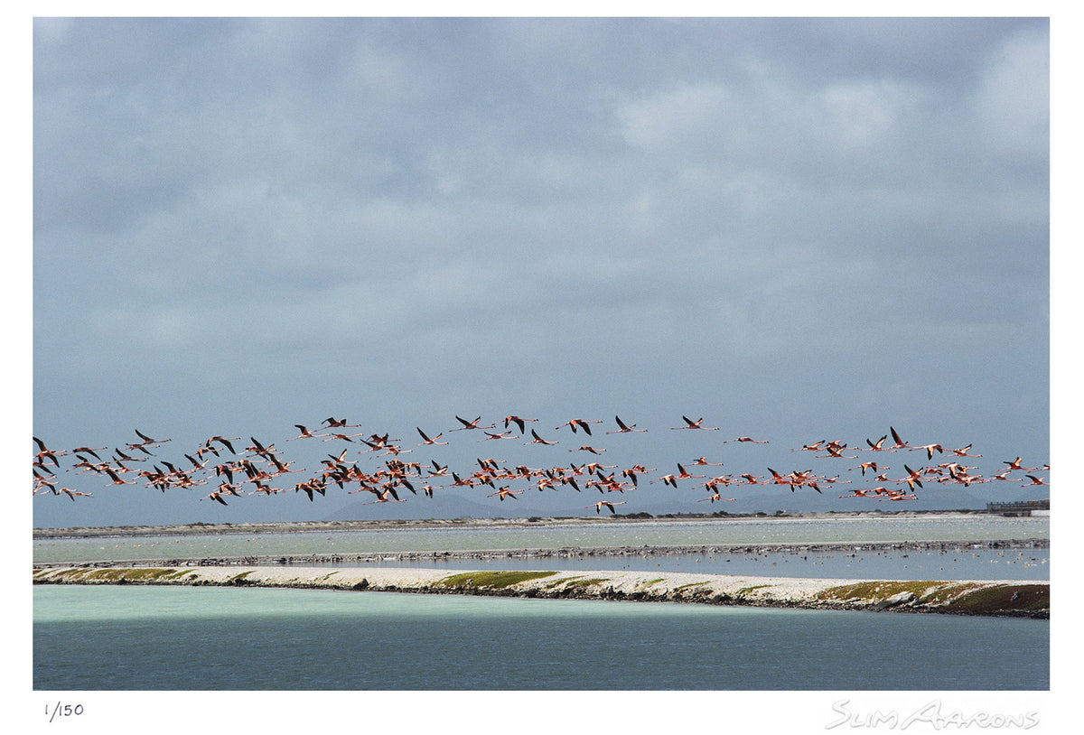 flamingos in flight - Slim Aarons - Limited Edition - Estate Stamped - Photography - Getty Images