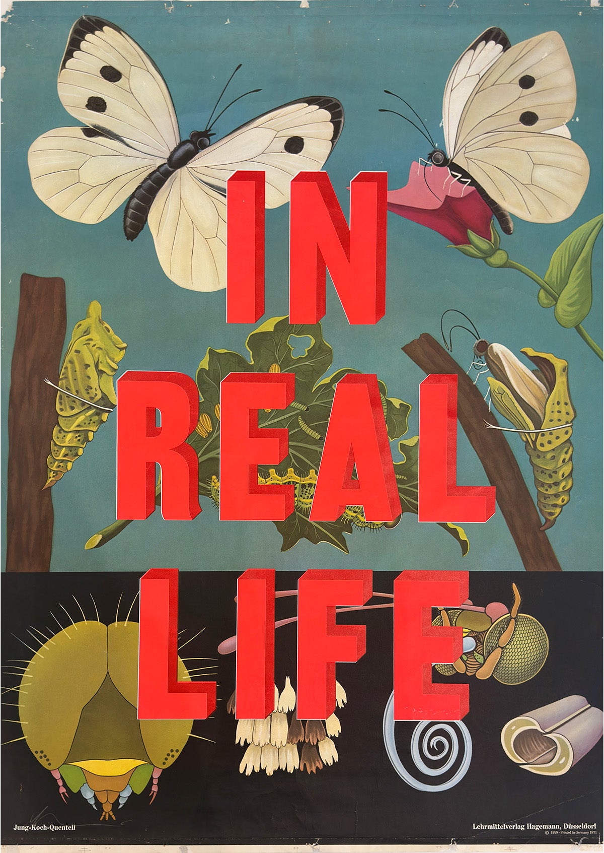 In Real Life - Butterflies