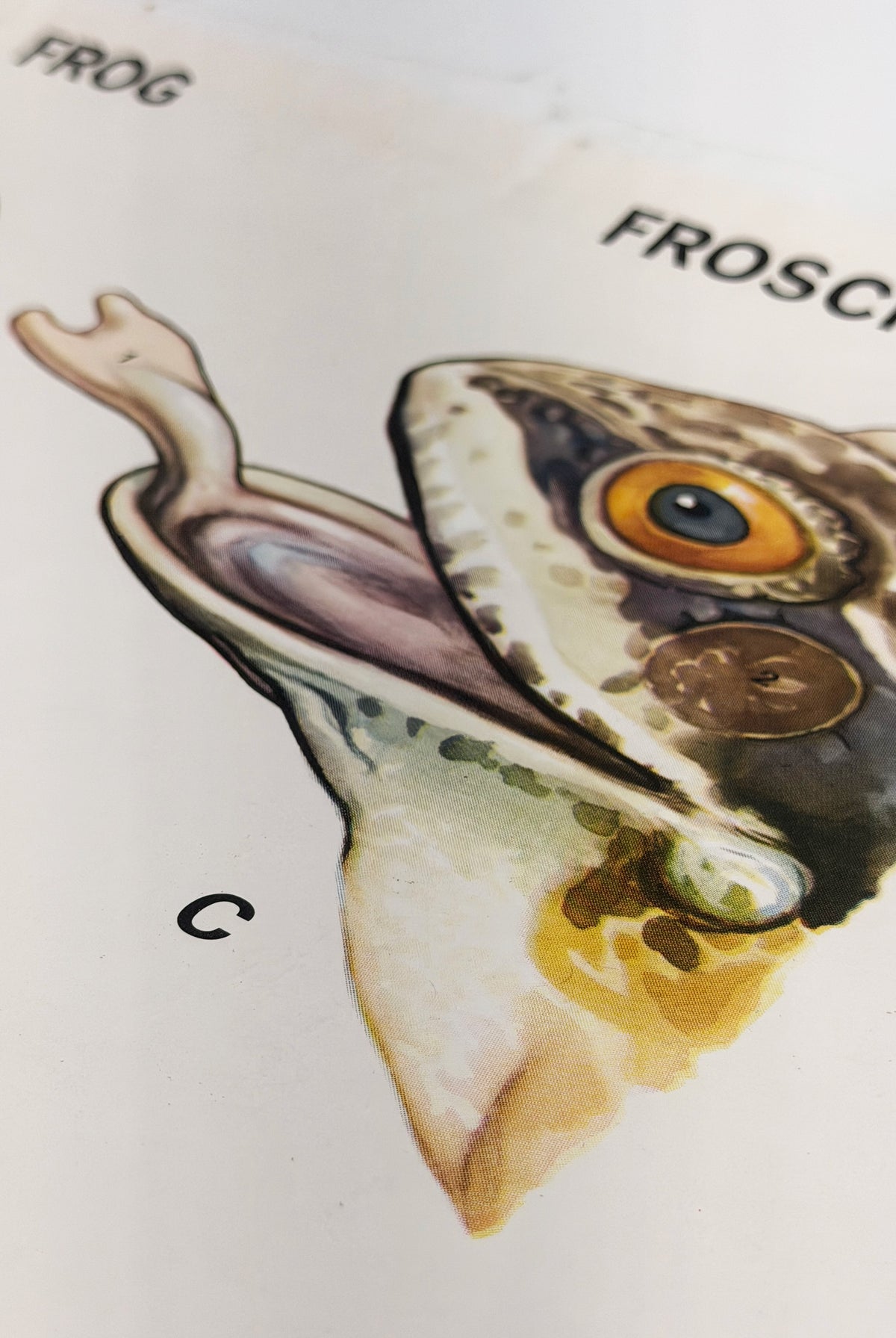 In Real Life - Frogs