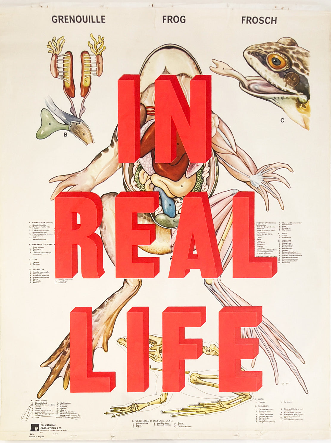 In Real Life - Frogs