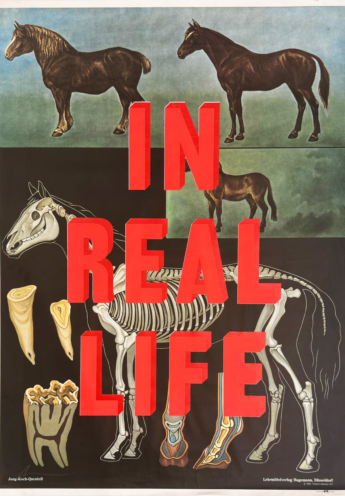 In Real Life - Horse