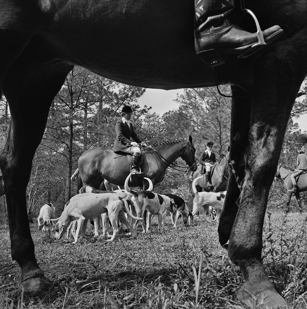 Fox Hunt