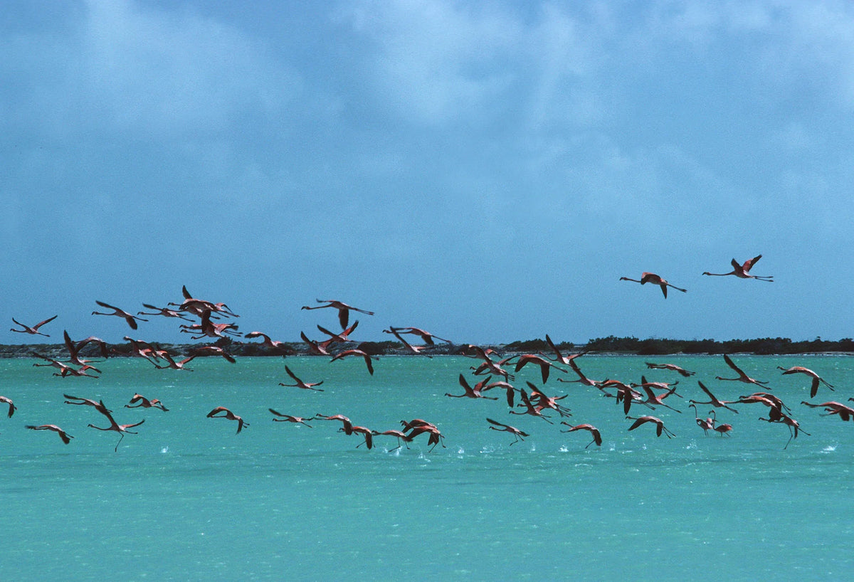 Flamingos In Curacao