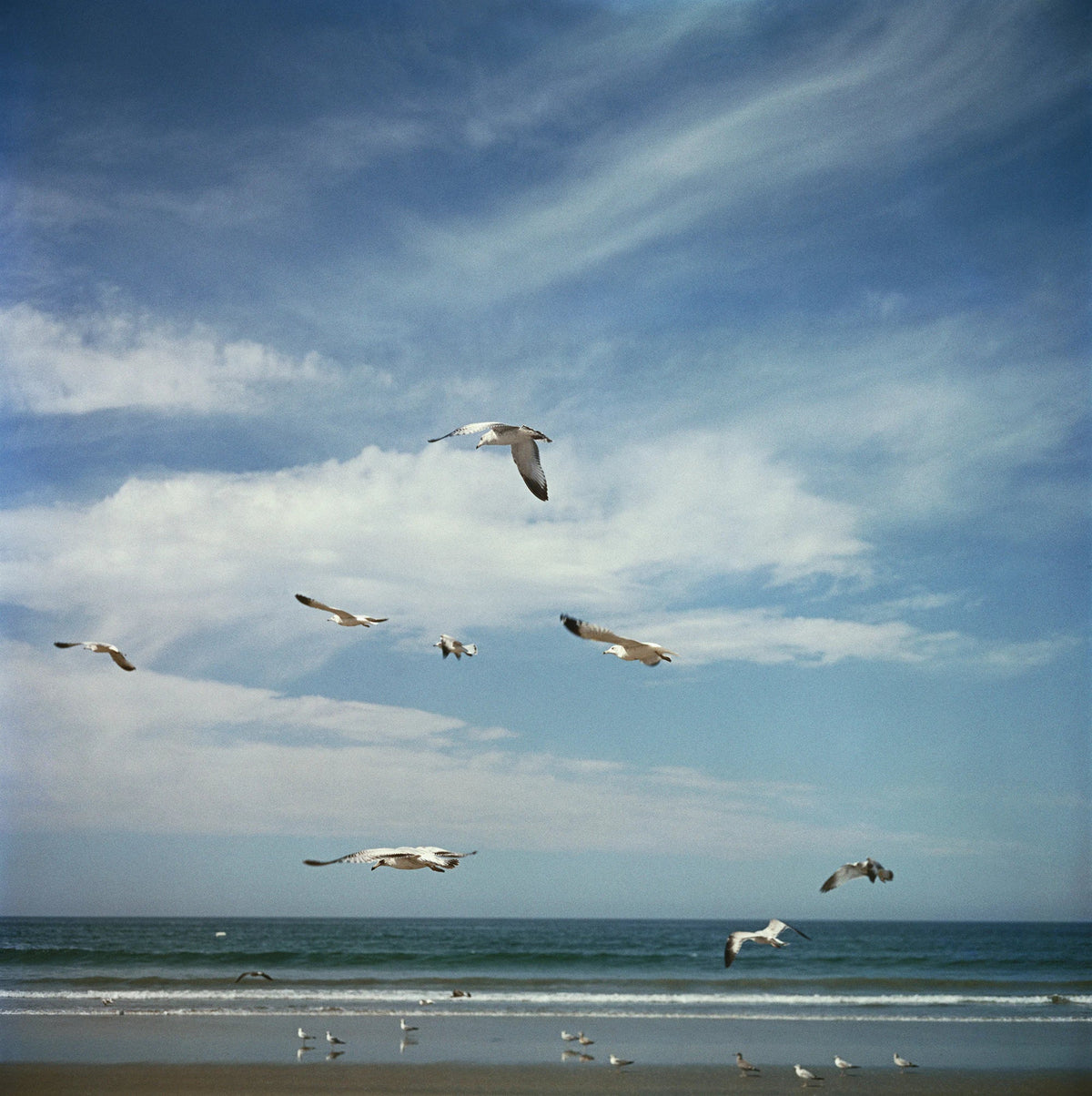 San Diego Gulls