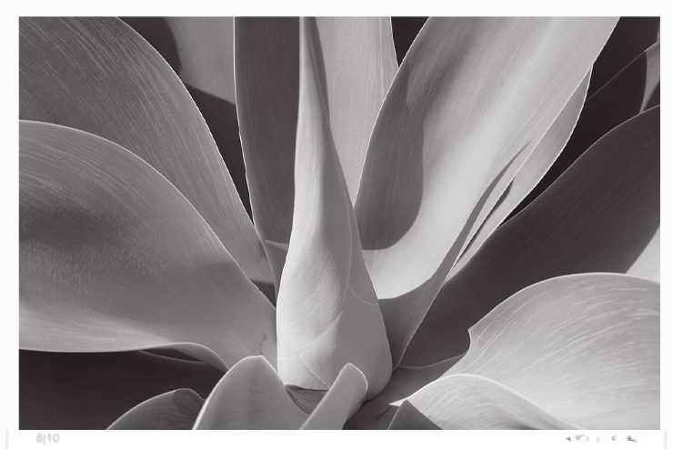 agave-Stuart Möller-Photographic Print-740x494
