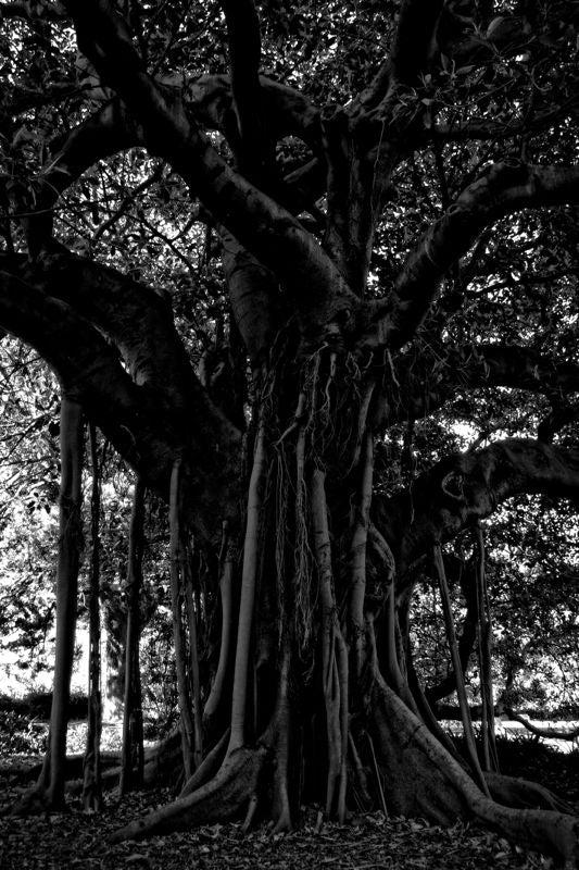 black-tree-Stuart Möller-Photographic Print-533x800