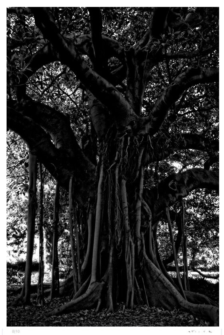 black-tree-Stuart Möller-Photographic Print-740x1104