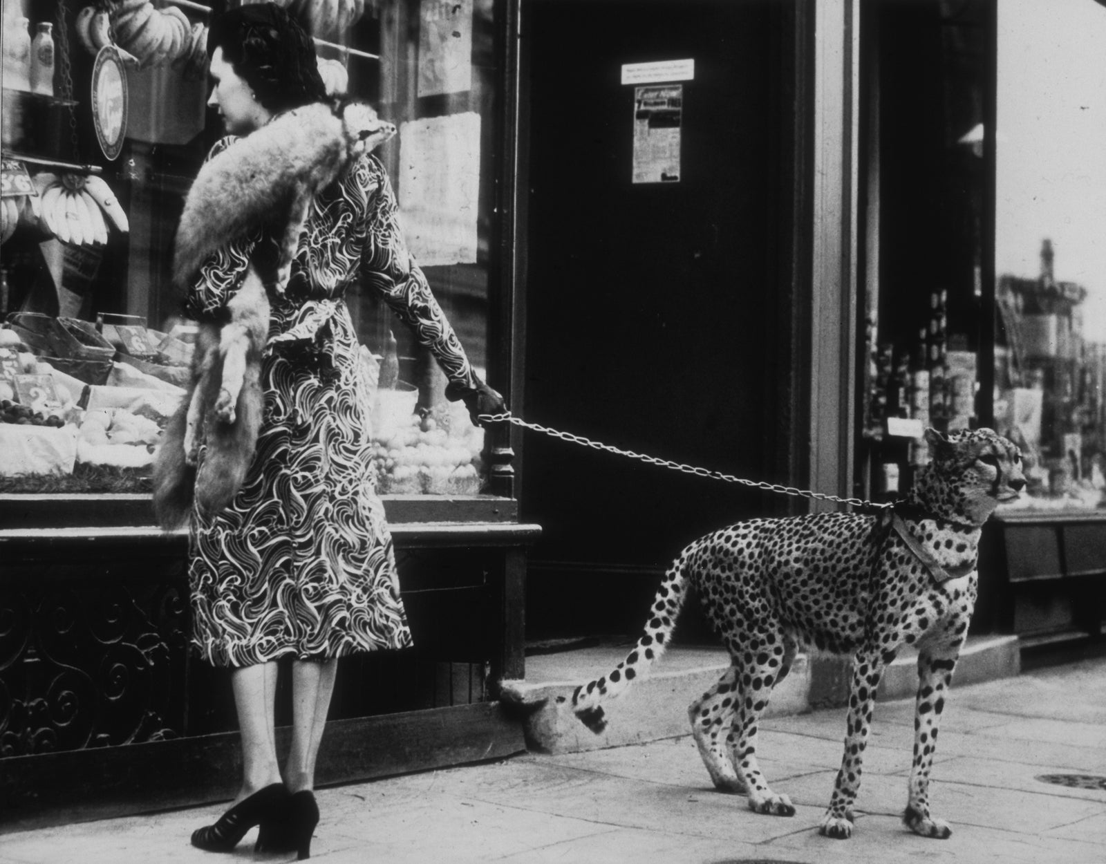 Cheetah Who Shops by B C Parade/Getty Images. American silent film actress Phyllis Gordon window-shopping in Earls Court, London with her four-year-old cheetah who was flown to Britain from Kenya.. Open Edition Resin Photographic Print. Landscape orientation. Available at Electric Gallery, London, UK.