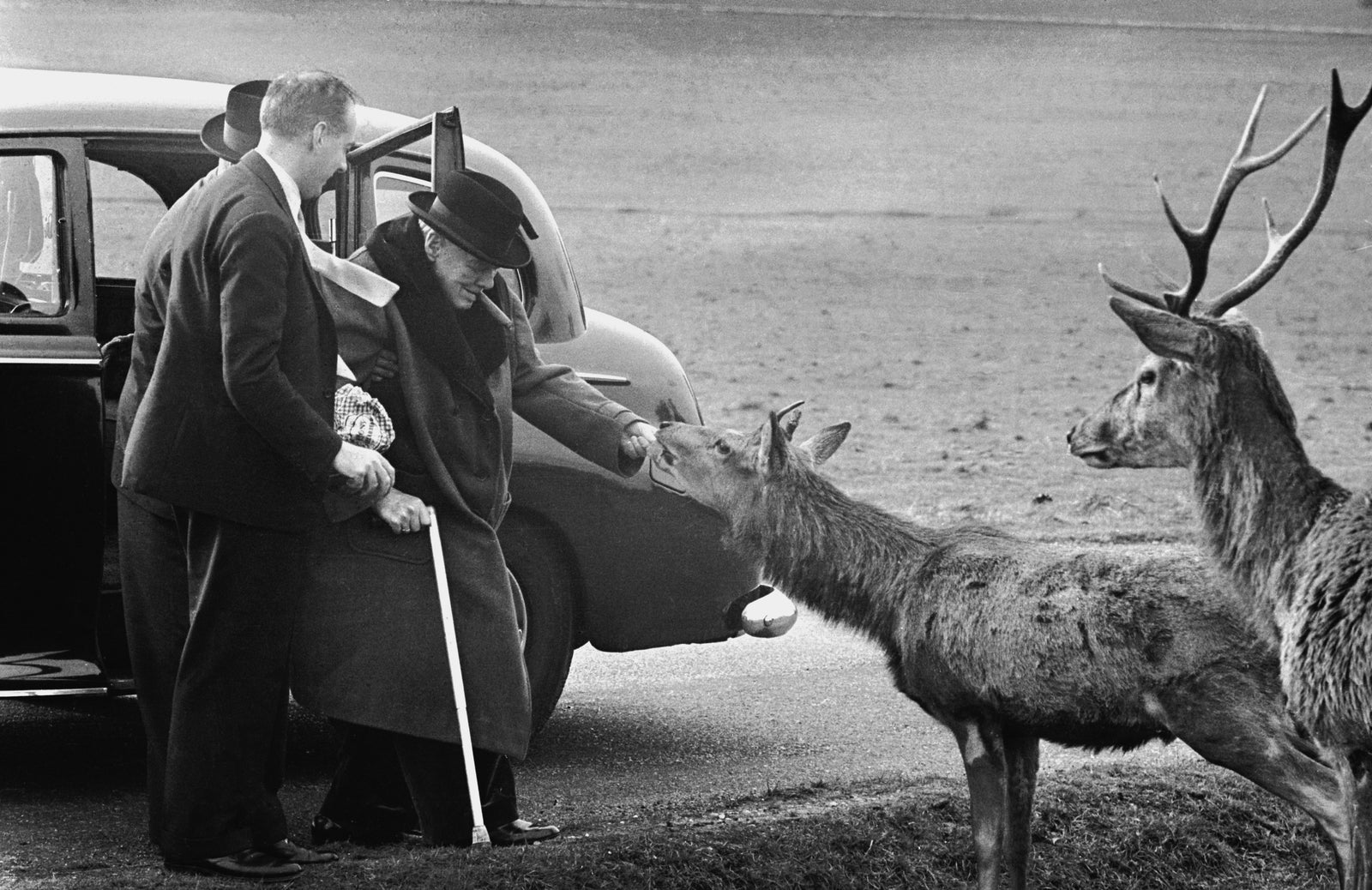 Churchill In Richmond Park by Terry Fincher/Getty Images, 1963. British wartime prime minister Winston Churchill feeds the deer in Richmond Park, accompanied by his private secretary Anthony Montague Brown and personal detective Edmund Murray, 25th. Open Edition Resin Photographic Print. Landscape orientation. Available at Electric Gallery, London, UK.