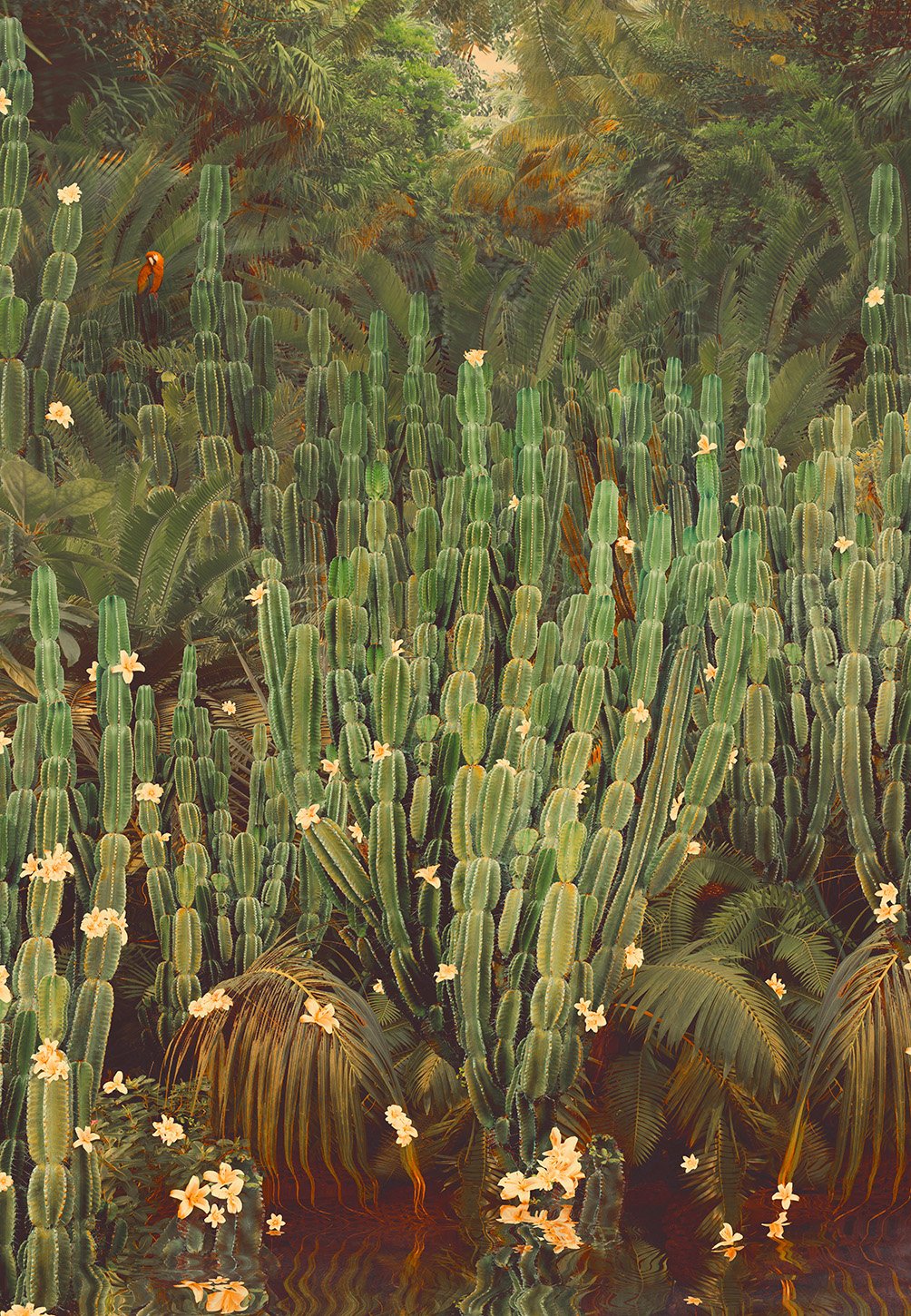 Cactus Jungle