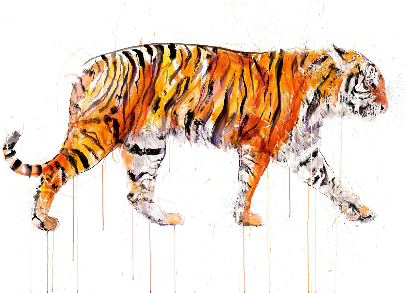 Tiger by Dave White, a limited edition giclee on somerset velvet 330gsm paper from 2022