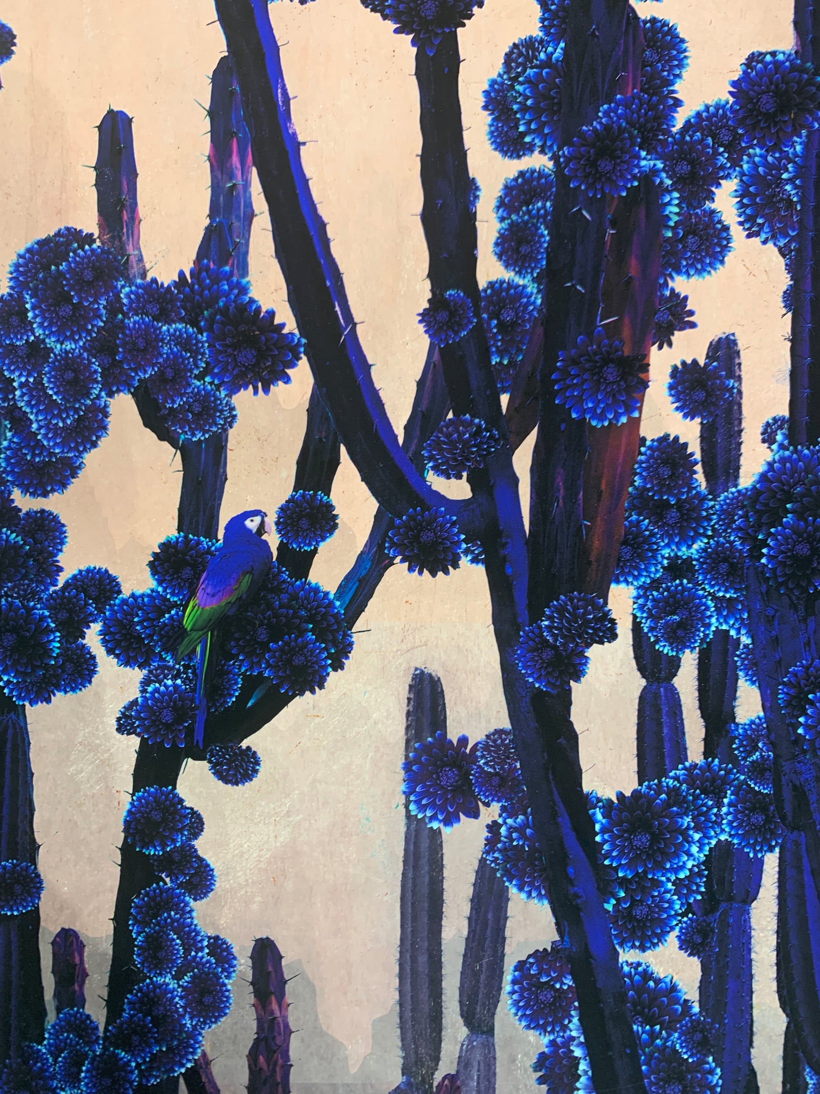 Cactus Moon by Nadia Attura