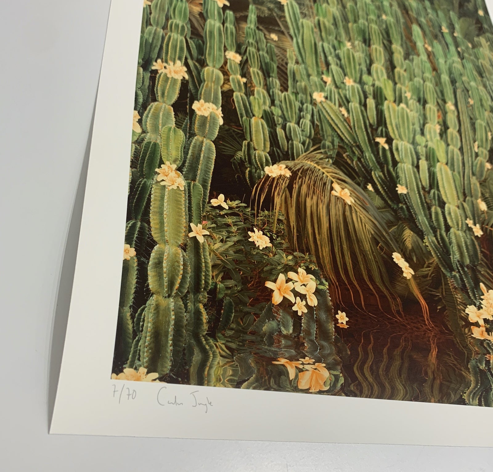 Cactus Jungle by Nadia Attura